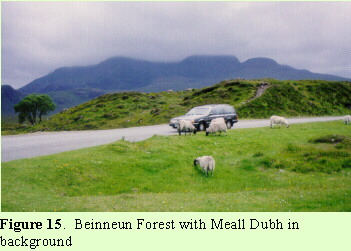 Beinneun Forest with Meall Dubb in background